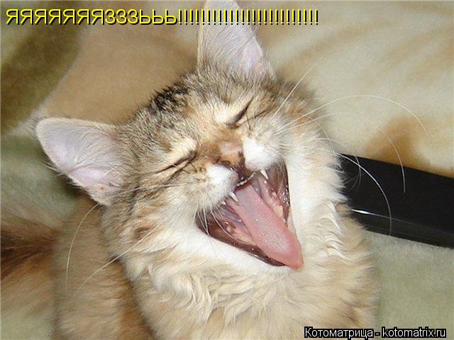 Котоматрица: ЯЯЯЯЯЯЯЗЗЗЬЬЬ!!!!!!!!!!!!!!!!!!!!!!!!!