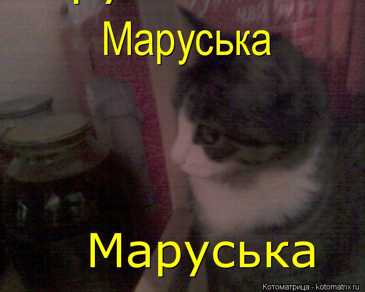 Котоматрица: Маруська Маруська Маруська