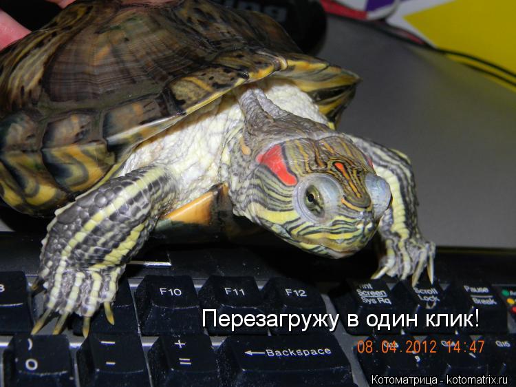 Котоматрица: Перезагружу в один клик!