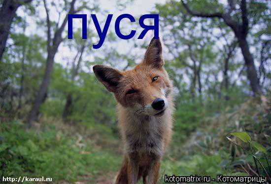 Котоматрица: пуся