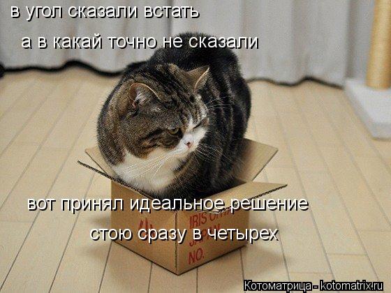 Котоматрица: в угол сказали встать а в какай точно не сказали вот принял идеальное решение стою сразу в четырех