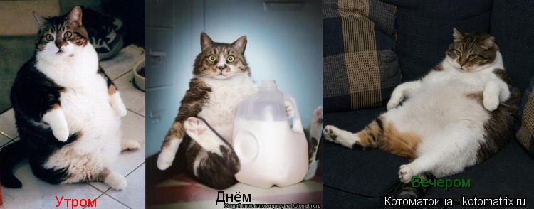 Котоматрица: Утром Днём Вечером