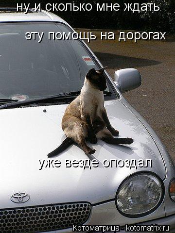 Котоматрица: ну и сколько мне ждать  эту помощь на дорогах уже везде опоздал