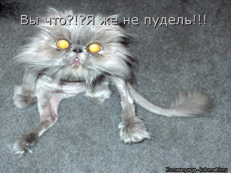 Котоматрица: Вы что?!?Я же не пудель!!!