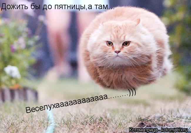 Котоматрица: Дожить бы до пятницы,а там... Веселухаааааааааааа.........)))