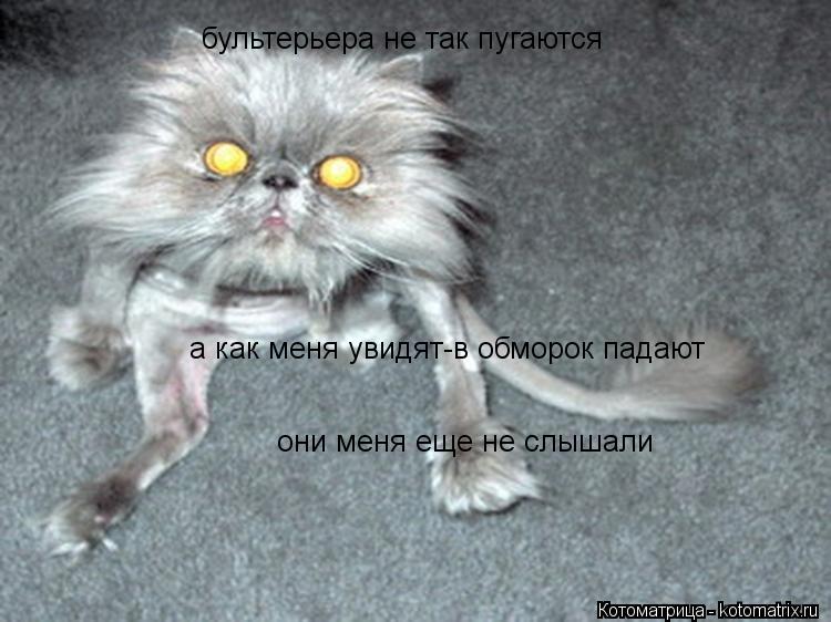 Котоматрица: бультерьера не так пугаются а как меня увидят-в обморок падают они меня еще не слышали