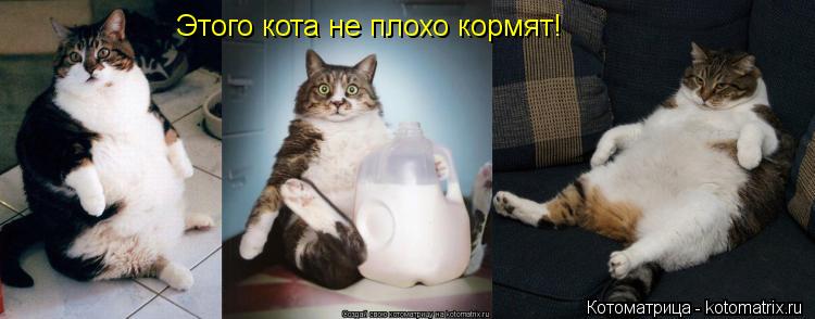 Котоматрица: Этого кота не плохо кормят!