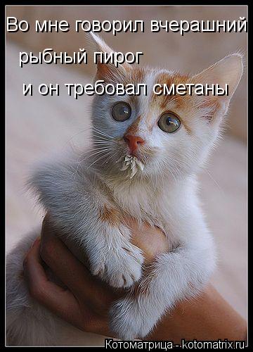 Котоматрица: Во мне говорил вчерашний рыбный пирог и он требовал сметаны
