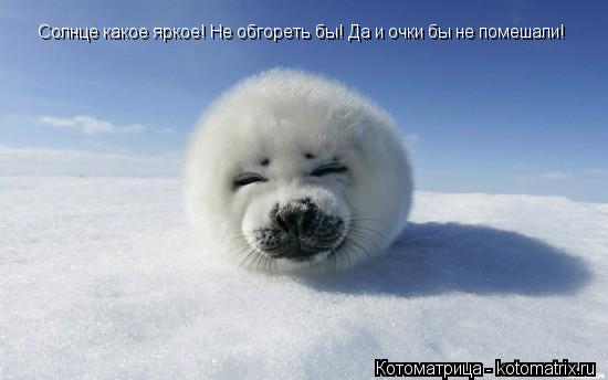 Котоматрица: Солнце какое яркое! Не обгореть бы! Да и очки бы не помешали!