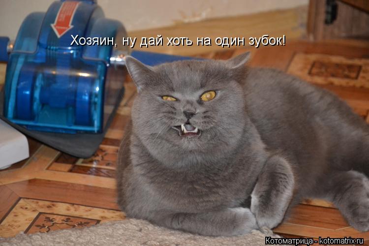 Котоматрица: Хозяин, ну дай хоть на один зубок!
