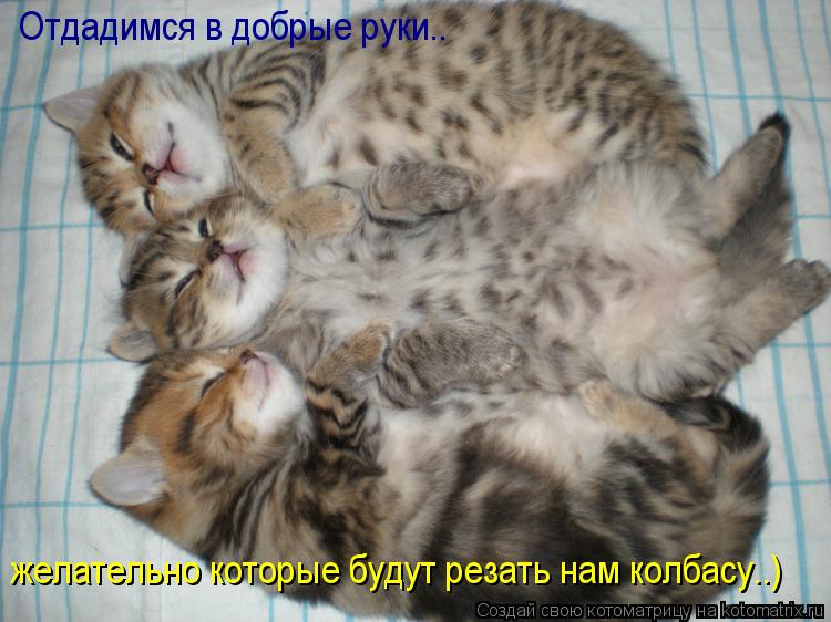 Котоматрица: Отдадимся в добрые руки.. желательно которые будут резать нам колбасу..)