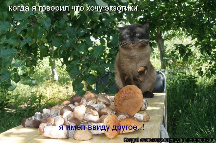 Котоматрица: когда я говорил что хочу экзотики... я имел ввиду другое..!
