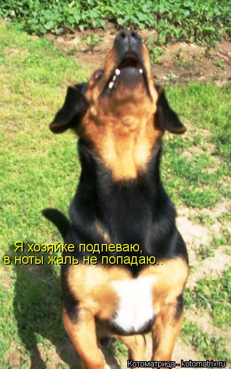 Котоматрица: Я хозяйке подпеваю, в ноты жаль не попадаю..