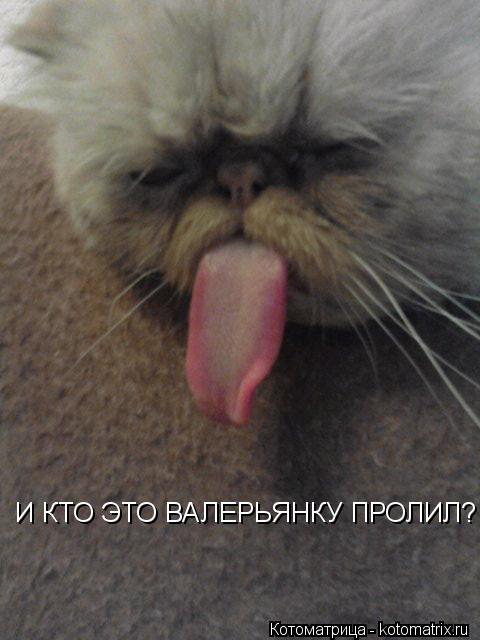 Котоматрица: И КТО ЭТО ВАЛЕРЬЯНКУ ПРОЛИЛ?
