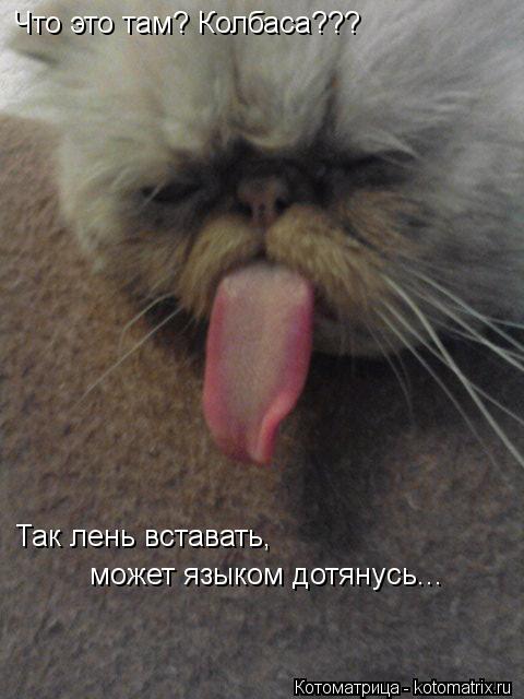 Котоматрица: Что это там? Колбаса??? Так лень вставать Так лень вставать,  может языком дотянусь...