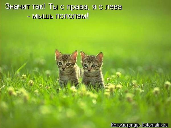 Котоматрица: Значит так! Ты с права, я с лева - мышь пополам!