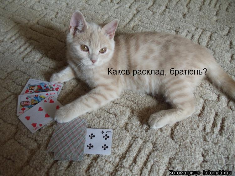 Котоматрица: Каков расклад, братюнь?