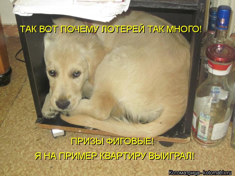 Котоматрица: ТАК ВОТ ПОЧЕМУ ЛОТЕРЕЙ ТАК МНОГО! ПРИЗЫ ФИГОВЫЕ! Я НА ПРИМЕР КВАРТИРУ ВЫИГРАЛ!