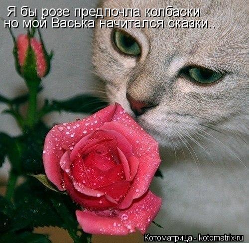 Котоматрица: Я бы розе предпочла колбаски но мой Васька начитался сказки..