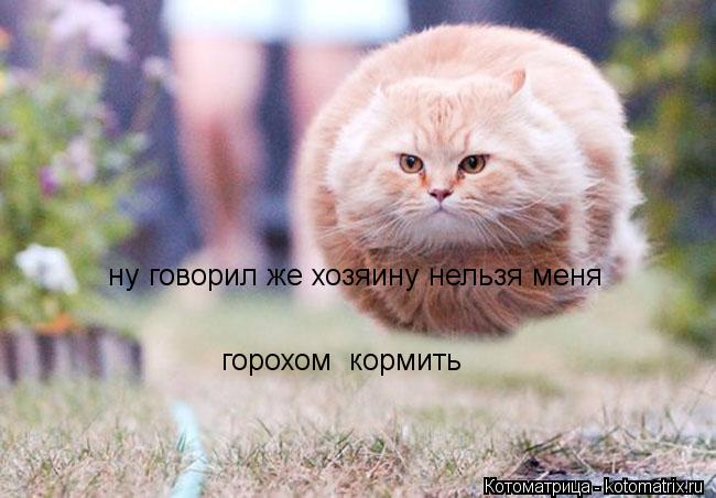 Котоматрица: ну говорил же хозяину нельзя меня  горохом  кормить