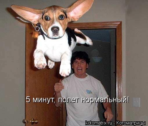 5 минут, полет нормальный!... Котоматрица: 5 минут, полет нормальный!