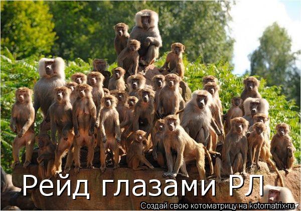 Рейд глазами РЛ... Котоматрица: Рейд глазами РЛ