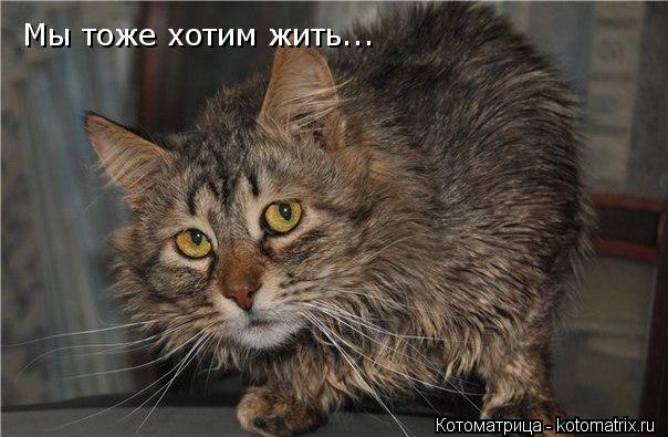 Мы тоже хотим жить...... Котоматрица: Мы тоже хотим жить...