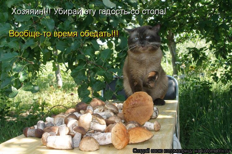 Хозяяин!!! Убирай эту гадость со стола! Вообще-то время обедать!!! Вообще-то время обедать!!! Вообще... Котоматрица: Хозяяин!!! Убирай эту гадость со стола! Вообще-то время обедать!!! Вообще-то время обедать!!! Вообще-то время обедать!!!