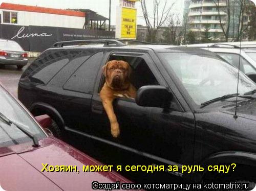Хозяин, может я сегодня за руль сяду?... Котоматрица: Хозяин, может я сегодня за руль сяду?