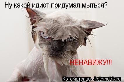 Ну какой идиот придумал мыться? НЕНАВИЖУ!!!... Котоматрица: Ну какой идиот придумал мыться? НЕНАВИЖУ!!!