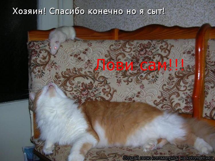 Хозяин! Спасибо конечно но я сыт! Лови сам!!!... Котоматрица: Хозяин! Спасибо конечно но я сыт! Лови сам!!!