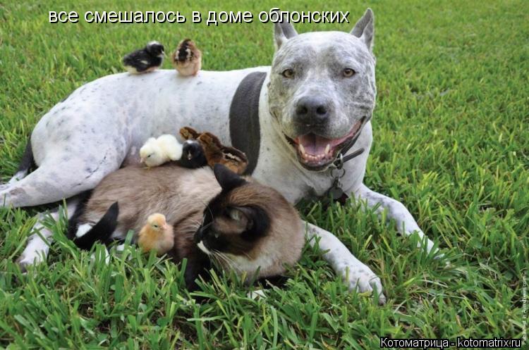 все смешалось в доме облонских... Котоматрица: все смешалось в доме облонских