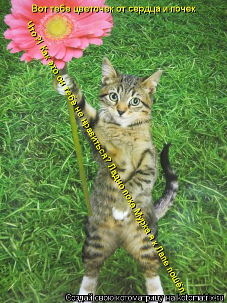 Котоматрица: Вот тебе цветочек от сердца и почек Что?! Как это он тебе не нравиться? Ладно пока Мурка я к Лапе пошёл.