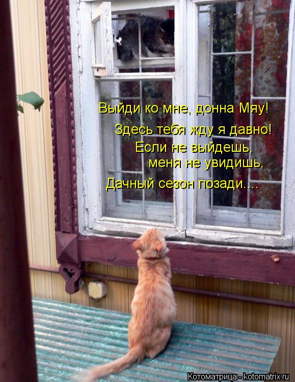 Выйди ко мне, донна Мяу! Здесь тебя жду я давно! Если не выйдешь, меня не увидишь, Дачный сезон поза... Котоматрица: Выйди ко мне, донна Мяу! Здесь тебя жду я давно! Если не выйдешь, меня не увидишь, Дачный сезон позади....