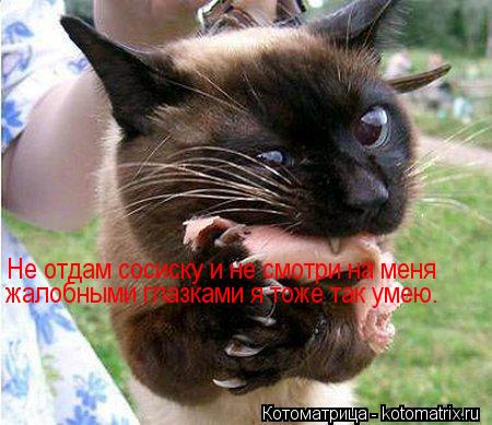 Не отдам сосиску и не смотри на меня жалобными глазками я тоже так умею.... Котоматрица: Не отдам сосиску и не смотри на меня жалобными глазками я тоже так умею.