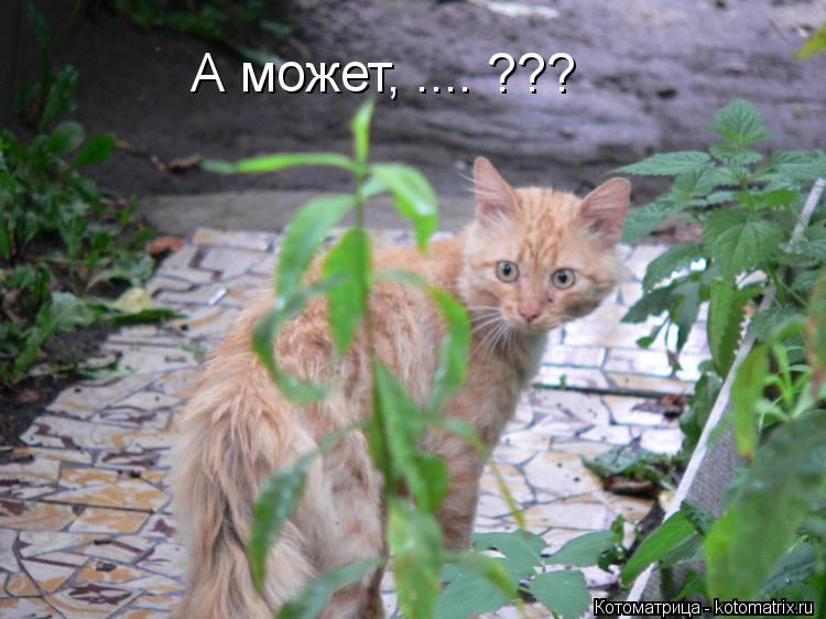 А может, .... ???... Котоматрица: А может, .... ???