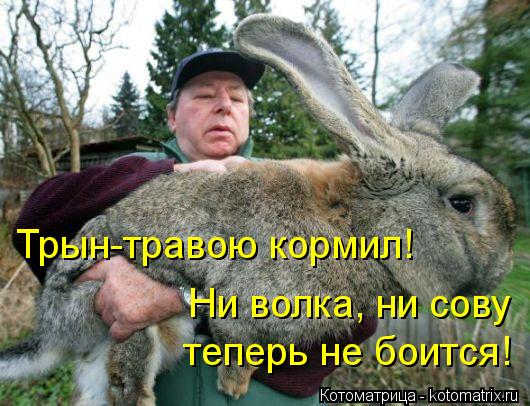 Трын-травою кормил! Ни волка, ни сову теперь не боится!... Котоматрица: Трын-травою кормил! Ни волка, ни сову теперь не боится!