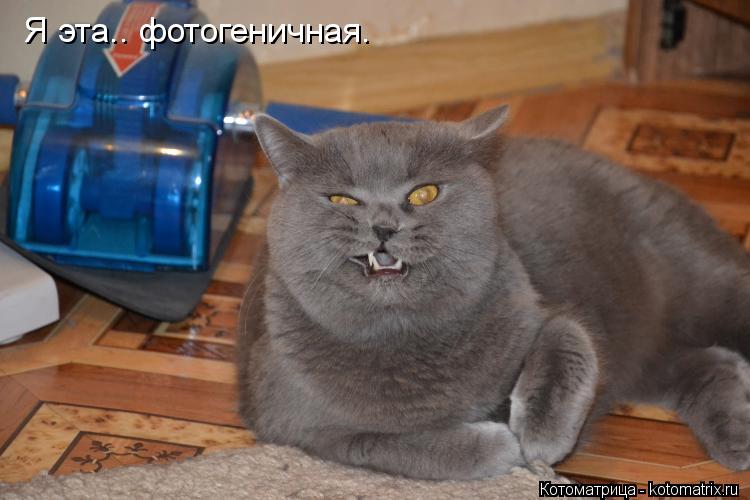 Я эта.. фотогеничная.... Котоматрица: Я эта.. фотогеничная.