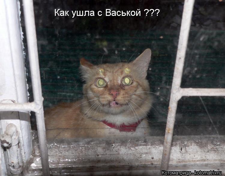 Как ушла с Васькой ???... Котоматрица: Как ушла с Васькой ???