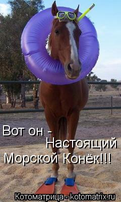 Вот он - Настоящий Морской Конёк!!!... Котоматрица: Вот он - Настоящий Морской Конёк!!!