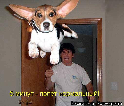5 минут - полёт нормальный!... Котоматрица: 5 минут - полёт нормальный!