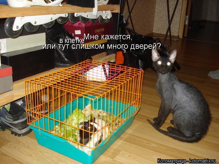 Мне кажется, или тут слишком много дверей? в клетке... Котоматрица: Мне кажется, или тут слишком много дверей? в клетке