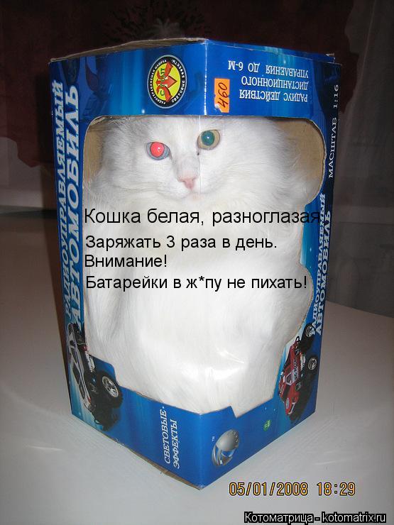 Кошка белая, разноглазая. Заряжать 3 раза в день. Внимание! Батарейки в ж*пу не пихать!... Котоматрица: Кошка белая, разноглазая. Заряжать 3 раза в день. Внимание! Батарейки в ж*пу не пихать!