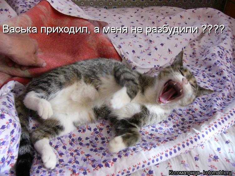 Котоматрица: Васька приходил, а меня не разбудили ????