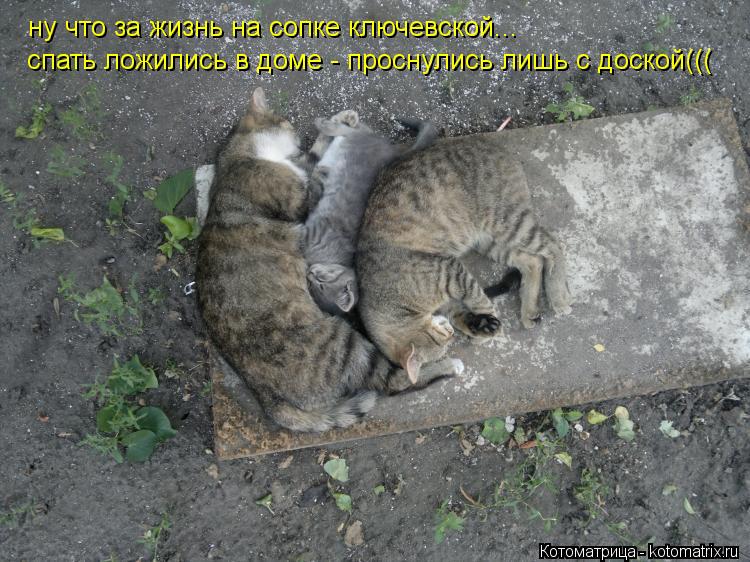 Котоматрица: ну что за жизнь на сопке ключевской... спать ложились в доме - проснулись лишь с доской(((
