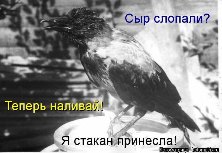 Сыр слопали? Теперь наливай! Я стакан принесла!... Котоматрица: Сыр слопали? Теперь наливай! Я стакан принесла!