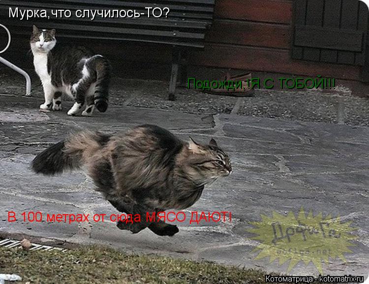 Котоматрица: Мурка,что случилось-ТО? В 100 метрах от сюда МЯСО ДАЮТ! Подожди,!Я С ТОБОЙ!!!