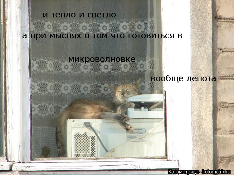 Котоматрица: и тепло и светло а при мыслях о том что готовиться в    вообще лепота микроволновке