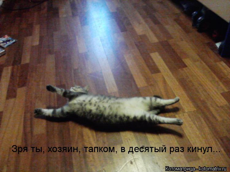 Котоматрица: Зря ты, хозяин, тапком, в десятый раз кинул...