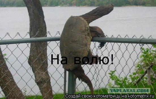 Котоматрица: На волю!